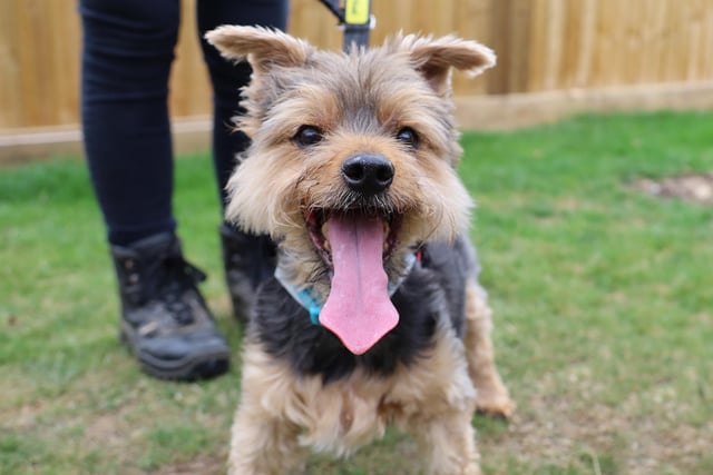 The oldest dog to be adopted from Dogs Trust Leeds was 15-year-old Yorkshire Terrier, Dexter.
Sadly, his owner passed away but by being a Canine Care Card holder, Dexter was quickly and easily handed over to the centre. He spent a couple of weeks being cared for by a foster carer, so he could retain his home comforts. He was adopted soon after and has settled well in his new home.
