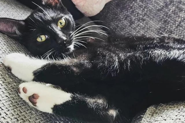 Four-month-old Dotty has been lucky enough to stay at a foster home and loves nothing more than being around people. She is good natured kitten who has plenty of playful moments. Dotty would suit a family who is happy to introduce her to the great outdoors when she's old enough.
