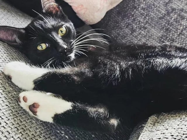 Four-month-old Dotty has been lucky enough to stay at a foster home and loves nothing more than being around people. She is good natured kitten who has plenty of playful moments. Dotty would suit a family who is happy to introduce her to the great outdoors when she's old enough.