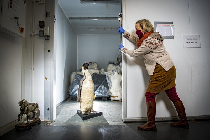 Clare Brown curator of natural sciences prepares the Victorian penguin for the freezer at Leeds Discovery Centre in January 2022. This is away to preserve artefacts to kill bugs on them.