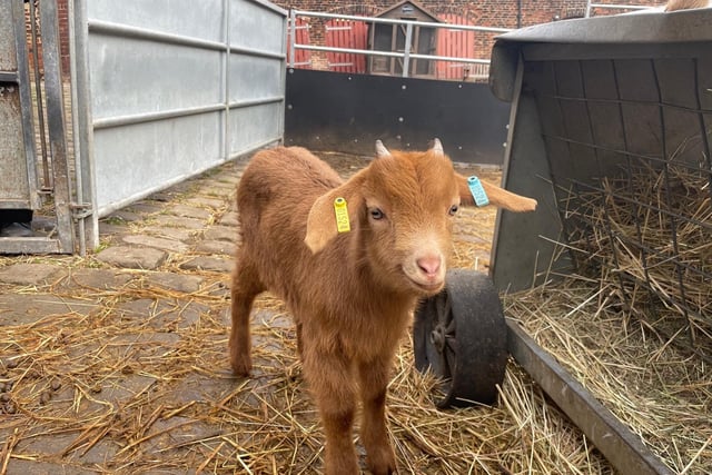 Coun Salma Arif said: “It’s been so heart-warming to see the new baby arrivals at Temple Newsam’s Home Farm."