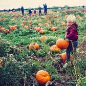 Until October 31, Farmer Copleys will host their annual Pumpkin Festival with over 250,000 pumpkins to pick from. The festival also includes tractor rides, live shows, archery, vintage rides, storytime, Magical Mr Zen, daily fancy dress competition and photo opportunities galore.