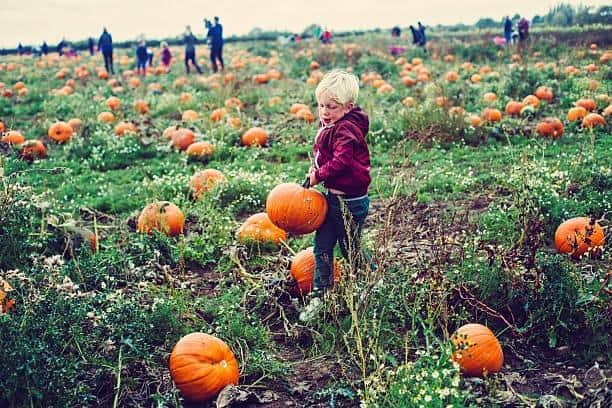 Farmer Copleys has been ranked fourth best pumkpin patch in the UK.