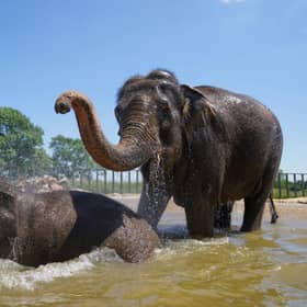 Do elephants like human visitors at the zoo?