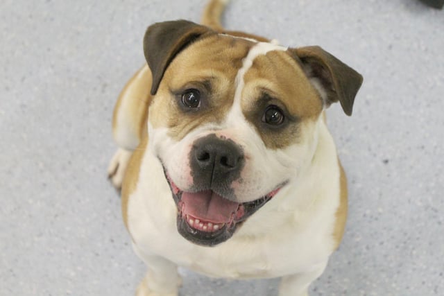 Henry stopped by to say hello to us and just look at that knock-out smile! This handsome Bulldog is currently reserved while his potential new family slowly gets to know him. He’s been at the centre for quite a while now so the team are working hard with his adopters to slowly transition him to a new life. All being well he’ll be ready to head home in the coming weeks.