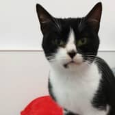 The search is on to find Matilda's owner.