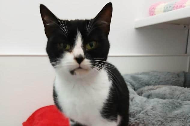 The search is on to find Matilda's owner.