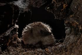 BG - A native hedgehog at night - credit Cate Barrow