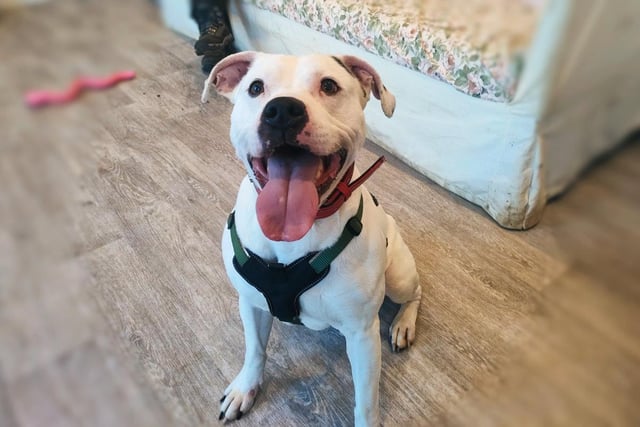 A Staffie Cross with bundles of energy, three-year-old Zeus loves playing games with the trainers at the RSPCA. He is looking for an experienced family who can keep up with that training and offer lots of unconditional love.