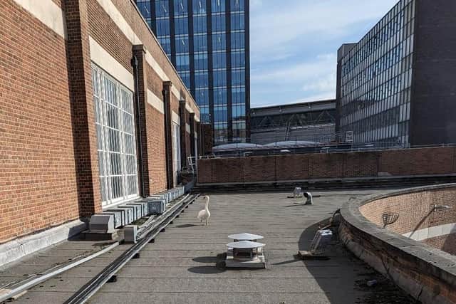 The swan had become confused after landing on the roof of Leeds train station. Photo: RSPCA.