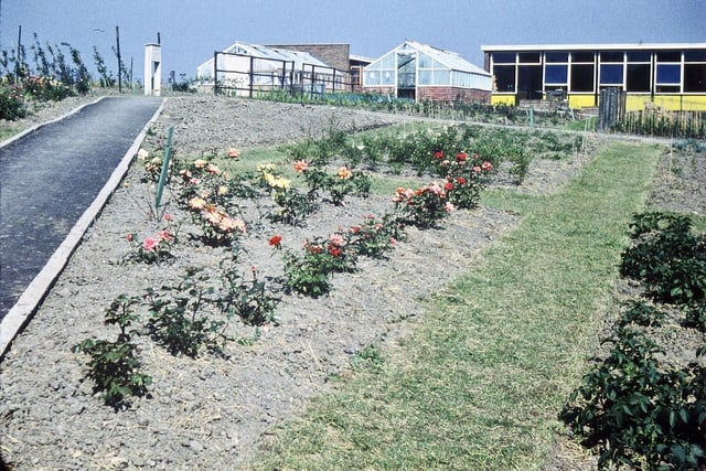 The school garden and green houses pictured in July 1959. Roses are blooming next to the path.