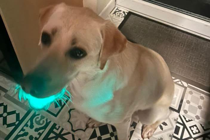 Beth Smithson said: "My gorgeous little eedjit! Found a light up ball."