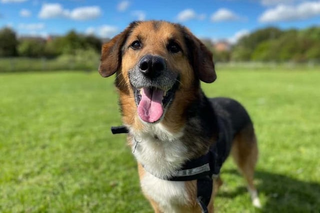 Jake is a goofy, tricolour Shepherd Cross who needed to learn to trust again when he arrived at the centre. He is looking for an experienced family who are willing to continue his training with the branch's behaviourist.