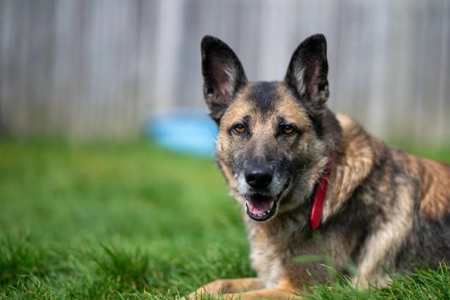 Zeta, a 10-year-old Belgium Malinois x GSD, loves walks and exploring new places, but most of all, she loves running around. Zeta is still pretty active and would suit a family who are up for keeping her mind occupied with training. She'd prefer to be the only dog in an adult-only home.