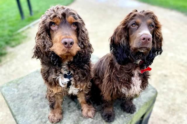 Bruce (L) and River (R). Sharon followed River to the frozen fishing lake where the pooch's dad Bruce had fallen. Picture: WYFRS / SWNS