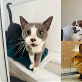 Here are all the pets up for adoption