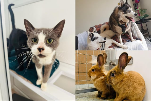 Here are all the pets up for adoption
