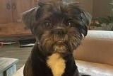 "My Teddy is four years and 10 months old. He is a bit greedy. But he’s my little cuddly boy. Love him so… much" - Jean Armitage