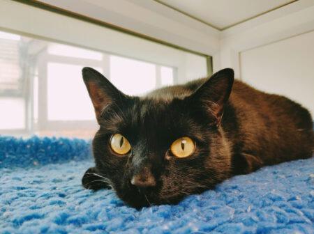Two-year-old Ash is a charming, affectionate boy with a big personality and an even bigger love for fuss! He is looking for a loving family who will enjoy his affectionate nature and big personality. He'd also like a safe, enriching garden to explore once settled.