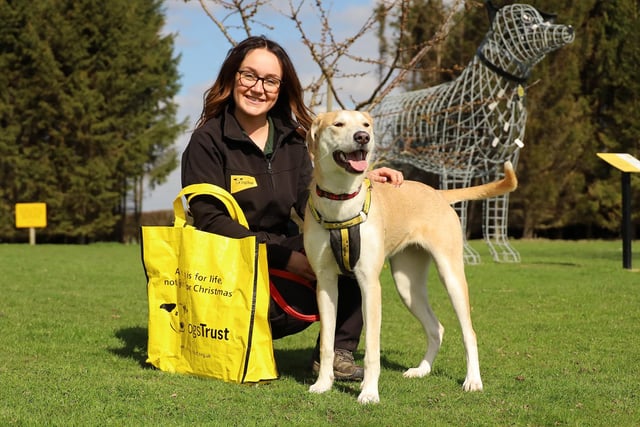 Another long-term-lodger, Sophie, has been given her chance at a forever home and has left to start a new life. She was handed over back in November 2022 when she was only 5 months old due to her escalating behaviour. She had a few training needs, but the team worked tirelessly to build her confidence and find the right home for her. She was adopted just after Christmas but sadly didn’t bond with the other dog in her home so needed to come back to the centre. Eventually the perfect match was made, and her new family spent many weeks visiting her to build a solid relationship and she was ready to leave in early April. So far she is settling really well and growing in confidence every day.