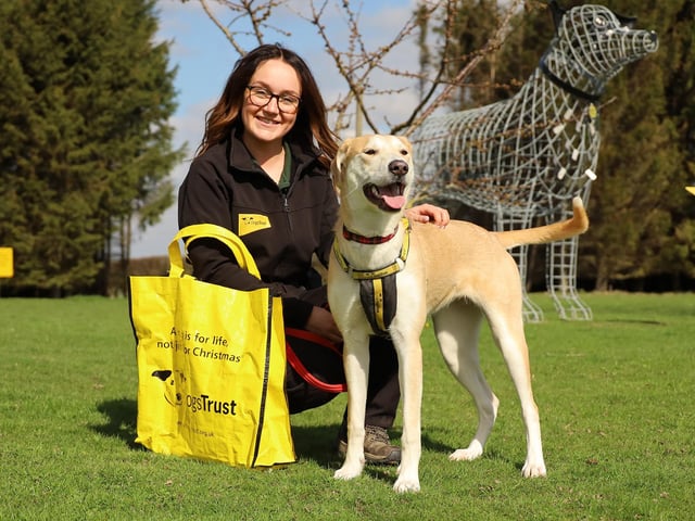 Another long-term-lodger, Sophie, has been given her chance at a forever home and has left to start a new life. She was handed over back in November 2022 when she was only 5 months old due to her escalating behaviour. She had a few training needs, but the team worked tirelessly to build her confidence and find the right home for her. She was adopted just after Christmas but sadly didn’t bond with the other dog in her home so needed to come back to the centre. Eventually the perfect match was made, and her new family spent many weeks visiting her to build a solid relationship and she was ready to leave in early April. So far she is settling really well and growing in confidence every day.