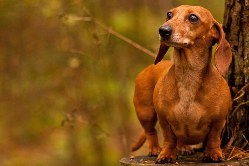 With a dense, smooth coat that comes in many different colours, the miniature smooth haired Dachshund is another very independent hound.