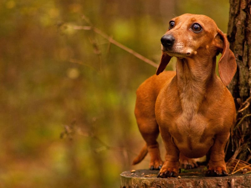 With a dense, smooth coat that comes in many different colours, the miniature smooth haired Dachshund is another very independent hound.