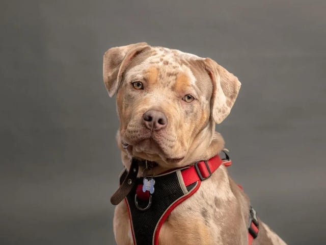 Eight-month-old Daisy is an XL Bully who came to the centre after her last home became overrun with other animals. The RSPCA said she was living in "filthy conditions" and was "underweight and unsocialised". Since being at the centre she has grown in confidence massively. Affectionate Daisy would suit a family with kids who are 16-years-old and up, and dog savvy. She would need to be the only dog in the family.