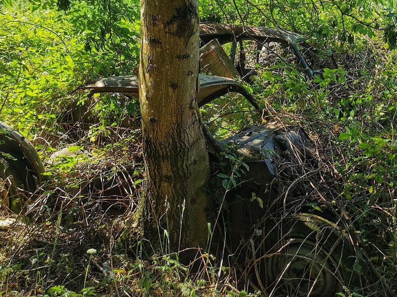 The cars have been exposed to decades of weather damage and decay.