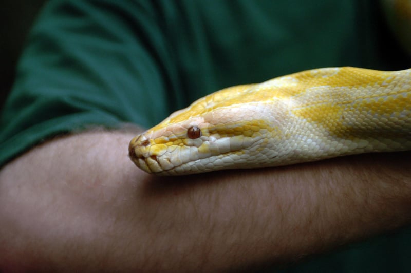 A rare albino Burmese python pictured back in 2009.