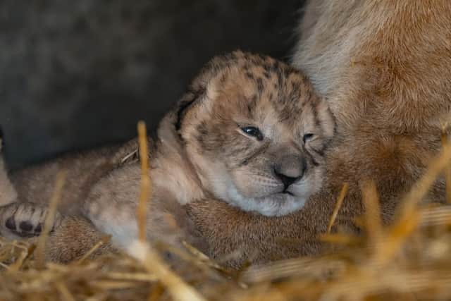Three cute lion cubs have been born at YWP.