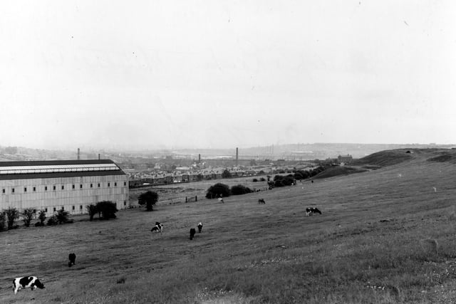 Dunlop and Ranken iron and steel stockyards on Whitehall Road. This view from July 1956 looks east over cows in a field, the factory and the Kirkdale housing estate. Beyond are the chimneys of industrial Leeds.