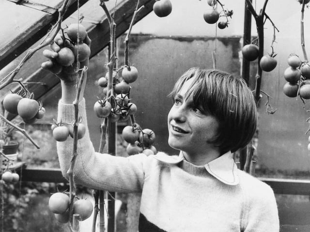 This is Tadcaster's own top tomato grower Andrew Ivel. He was 14 when this photo was taken in September 1974.