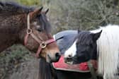 The team do a fantastic job and go out of their way to help any animals