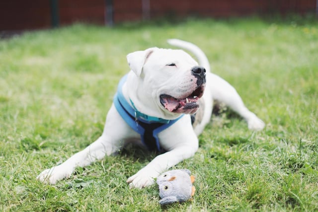 The data showed that between 2021 and 2022, 20 American Bulldogs were reported stolen to West Yorkshire Police.