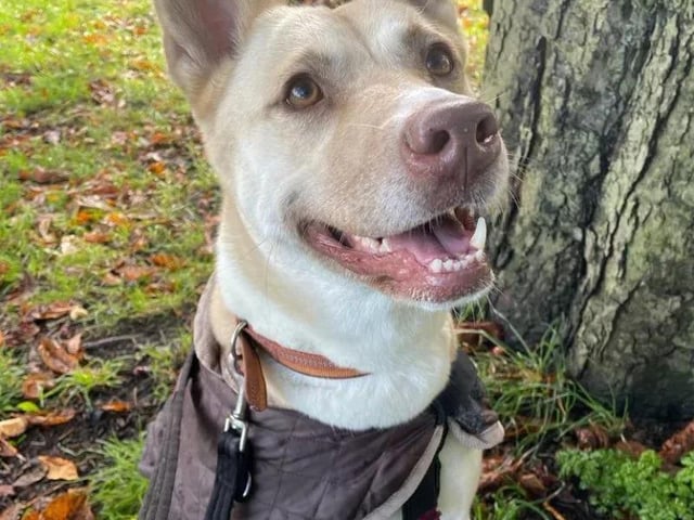 Four-year-old Taz is a GSD x Akita who came to the centre last year after a family could no longer adopt her. She went through lots of training and was adopted again but this did not work out for her. Now, she is ready to find her forever family. She would love to be walked in quiet areas and would suit a family that is happy to help her continue her training around other.