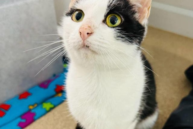 One-year-old Angel arrived at the centre in a bad way, but has been treated well since. She loves fuss and attention, and would be keen to live with a playful family.