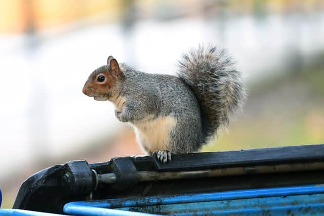 Numerous grey squirrels were tortured at the home in Doncaster.