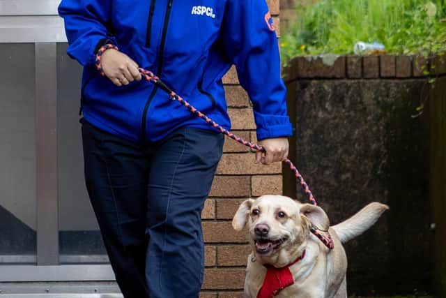 RSPCA ARO rescues dog