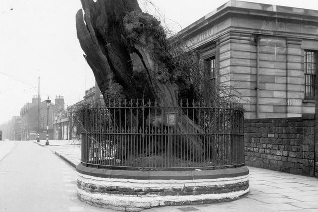 Headingley said goodbye to a landmark which had stood proud in the heart of the community before mother nature had her say. The Shire Oak had stood tall and proud for 1,000 years before eventually succumb to its age, finally collapsing in 1941.