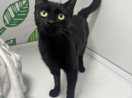 Penelope is a two-year-old Domestic Short Hair who was found as a stray. She is looking for a loving family who will give her time to settle into her new surroundings and people who will enjoy her affectionate nature and love of company.