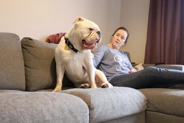 We went to visit Roscoe, an eight-year-old Bulldog in his foster home. Being an older boy he is living off-site with a foster carer so he can enjoy his home comforts while he waits to find his forever home.
He’s such a big snuggle buddy! His favourite place is on the sofa right next to you!