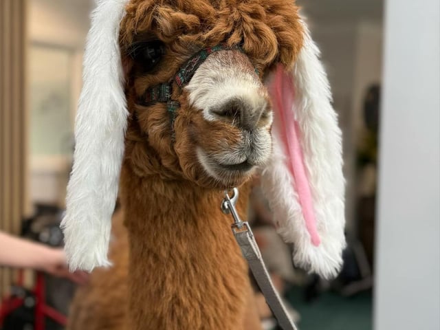 Mr Bubbles the Alpaca