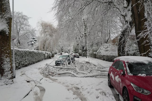 A fallen tree on Springwood Road in Leeds, as cars are pictured blocked in the road.