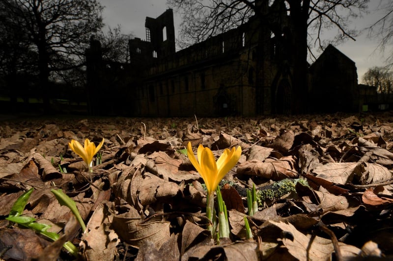 This ruined Cistercian monastery in Kirkstall is set in a public park on the north bank of the River Aire. It was founded circa 1152. It was disestablished during the Dissolution of the Monasteries under Henry VIII.
