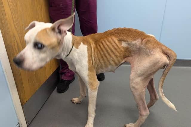 The RSPCA inspector said she had a visible white clouding of both eyes. She then stood up and its hip bones and ribs etc were even more prominent and was seen disoriented when walking