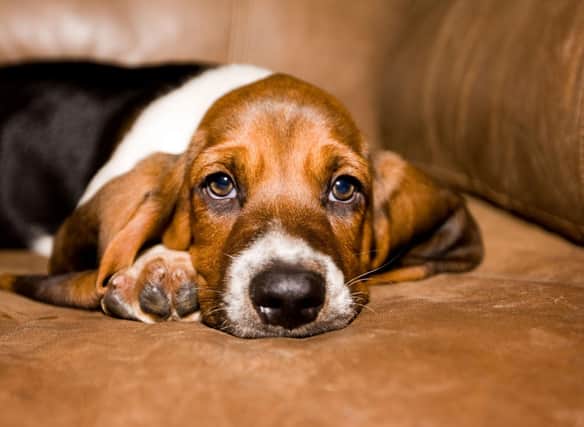 You ain't nothing but a hound dog. Photo credit: Canva Pro/Getty Images
