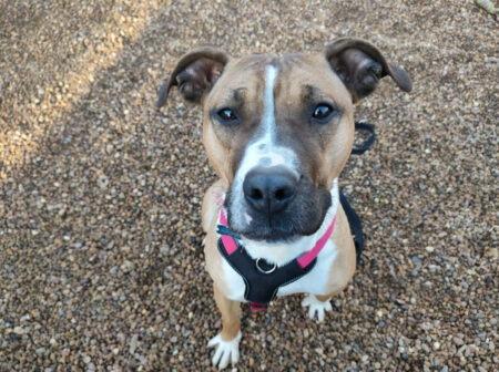 One-year-old Hollie is sweet and friendly but wasn’t given much attention before arriving at the centre and didn’t have the opportunity to learn or experience the outside world. She is a Staffie X and loves bum scratches.