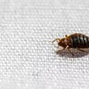 Pest-Stop - Expert shares top tips to avoid bed bugs on holiday