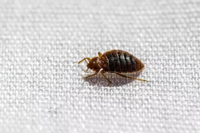 Pest-Stop - Expert shares top tips to avoid bed bugs on holiday